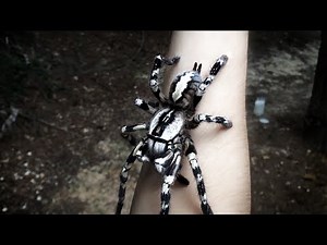 Tarantula Jumps from Arm (Poecilotheria regalis)