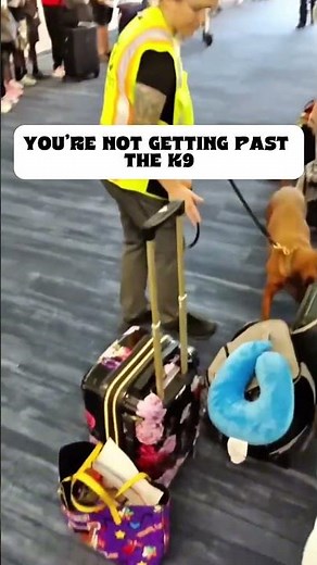 Carnival Cruise Line K9 Doesn't Miss a Single Bag #impressive #k9