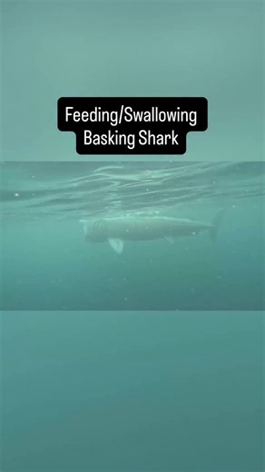 It’s world wildlife day so here’s an interesting basking shark video! The video is shown from a seldom seen underwater angle, with the basking shark being side on to the camera. The video shows the shark feeding before dropping slightly lower in water and closes it mouth. The shark then starts a gulping motion as it combines all the zooplankton it’s caught in its gill rakers and swallows the soup down. It then re-opens it’s mouth and starting feeding again along whilst rising up on the water col
