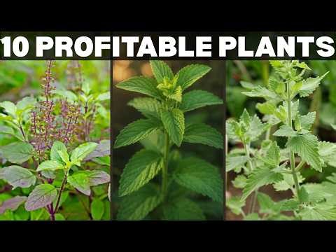 10 Profitable Plants That Will Make You a Millionaire | That Nobody’s Growing
