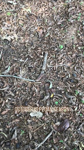 How to Harvest Pecans from Pecan Trees