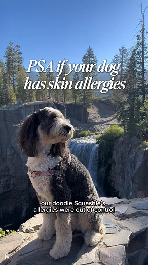 Does your dog have itchy skin? DM-01™ Daily Multivitamin is formulated to help your dog thrive. Its 12 clinically + scientifically studied ingredients (commonly deficient in the normal dog diet) deliver core nutritional benefits that are foundational to long-term health (including skin & coat). ☁️ 100% Human-Grade ☁️ Vet-Formulated ☁️ Made in Vermont Help your dog today. | Squash Bernedoodle | Facebook