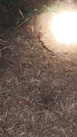 Snakes wrapped around each other🐍🐍😮😧