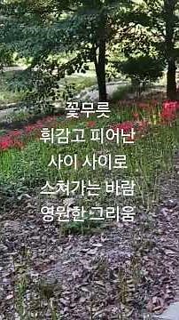 함평모악산 꽃무릇축제 힐링센타 #꽃무릇 최길용