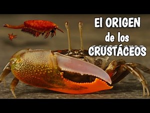 🦀When and where do CRUSTACEANS emerge? 🦐