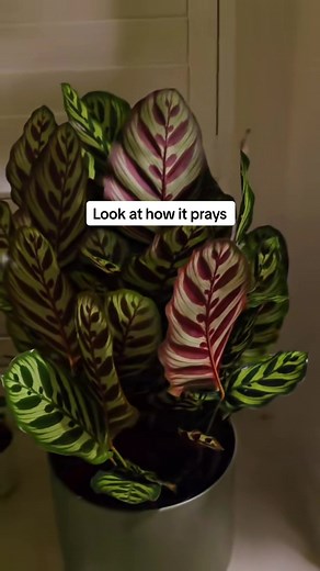 Prayer Plant leaf movement explained: why leaves fold at night