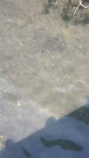 Why is this fish spinning around? #fishing #slingshotfishing