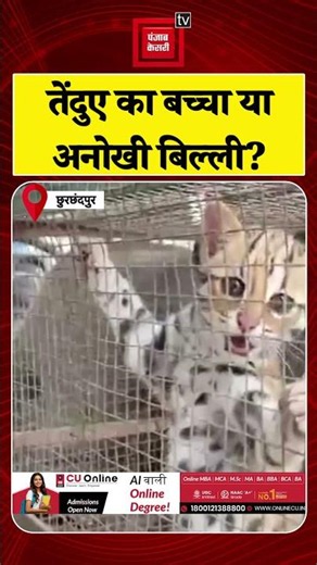 Environmental Activist rescues Asian Leopard Cat in Manipur, hands it over to Forest Department |...