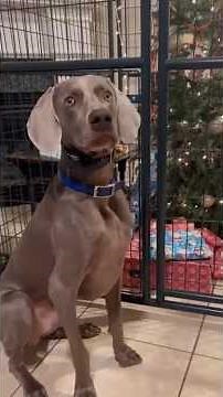 He’s Ready to Defend the Christmas Tree from the Sneaky Cat 😂