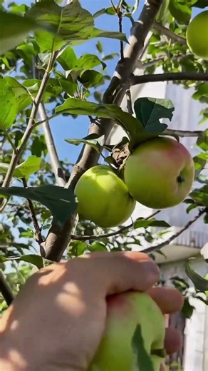 plucking fresh apples from a branch for an organic and healthy meal preparation at the garden