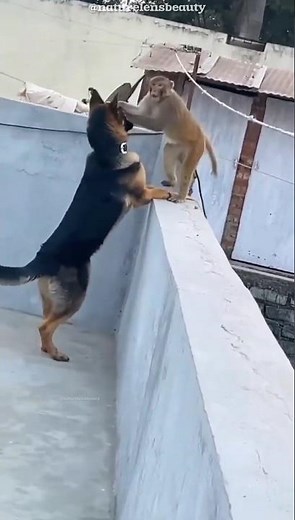 How Monkeys Outsmart Dogs! 🐒🐕#shorts