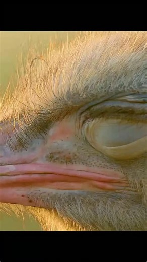 I really shouldn't have been so curious about that dungball.#animals #wildlife #shorts | The.wildreel