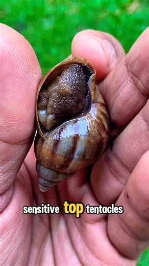 Giant snail #shorts #trending #viral