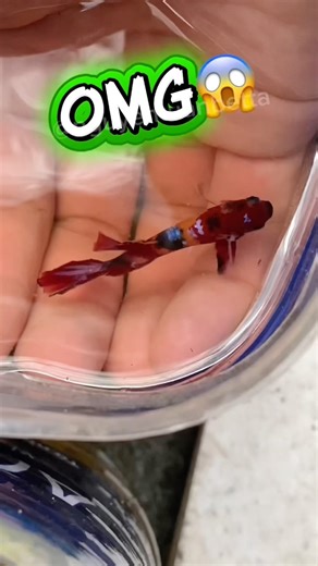 Giant Galaxy Betta Koi Bubble Nest😱 #bettafishtank #wildbetta