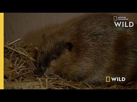 Beaver Gender Reveal | Critter Fixers: Country Vets