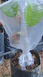 2M views · 41K reactions | Sambung bibit Durian pada batang bawah usia dini masih. Boleh coba trik grafting seperti ini Yakin 100 % Berhasil  Teknik penyambungan pada bibit durian sangat beragam semua tujuan sama untuk memperbaiki jenis varietas dan tanaman supaya cepat berbuah... #grafting #bibit #durian #tekniksambungpucukdurian #tutorial #durianunggul #duriankane #hortikultura #pembibitan #lampohbijeh | Lampoh Bijeeh | Facebook