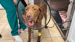 Lucky Dog Animal Rescue on Reels