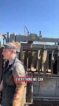 Why Cattle Chutes Aren’t as Scary as They Look