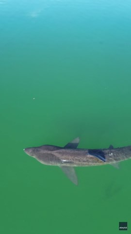 'An Incredible Experience': Drone Footage Shows Basking Shark Gliding Along Scottish Coastline