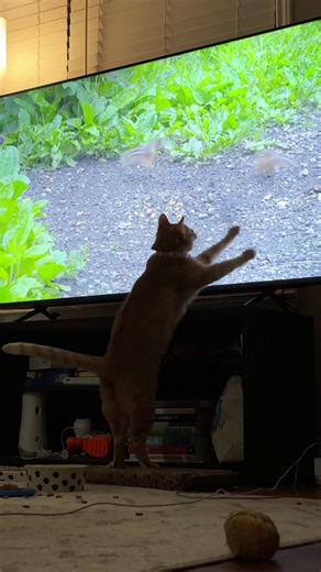 Cat TV might be one of the best things ever 😅🤣 #catsoftiktok #cattok #cat #funn #fy