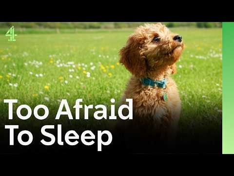 Can This Cockapoo Help a Boy Sleep? | The Dog House 🐶
