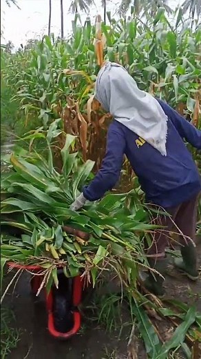 PAKAN PENGGEMUKAN SAPI BALI PEJANTAN