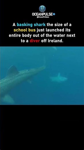 Giant Shark Jumped Over Divers 🦈😨 #shorts