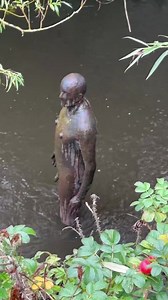 Has “Keptie Kev” gone on his hols ? No in fact this is one of 6 Anthony Gormley statues dotted throughout Edinburgh . This is one of four figures situated on the Water of Leith and used as a gauge to check the water levels . Have a look for them next time you are there. | Strange Places in Scotland