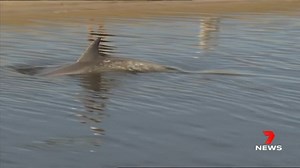 A young bottlenose dolphin has created quite the splash at West Beach after it became stuck in the Torrens inlet. She has been creating a stir with dozens of locals stopping to watch and take a picture of the playful mammal. 7NEWS Adelaide at 6pm | www.7NEWS.com.au #7NEWS | 7NEWS Adelaide