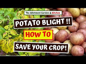 How to Identify Potato Blight and How to Save Your Crop (If you act quickly!) #119
