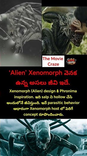 ఈ జీవిని చూసే ‘Alien’ సినిమా creature create చేశారు. #yt #ytshorts
