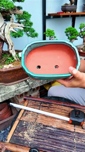 Affordable "Cloud" Bonsai Pot