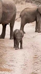 998K views · 62K reactions | Baby elephant dance殺. This guy owns the...