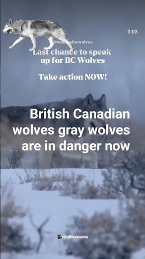 the British Columbian gray wolf is endangered