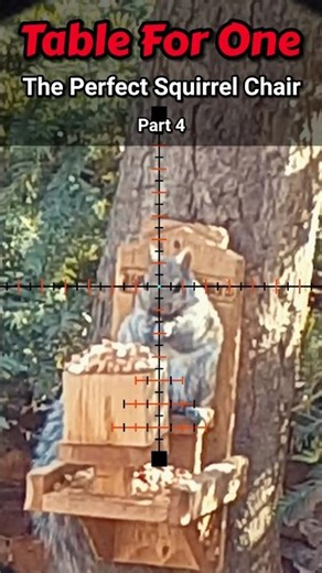 How to humanely deal with Squirrels!