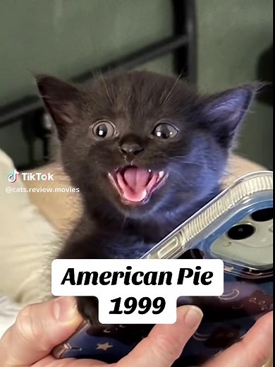 #americanpie #teenmovies #1999 #moviereview #catsoftiktok