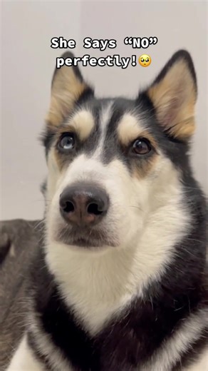 this husky is the CEO of NO!🥺 | Maya Husky