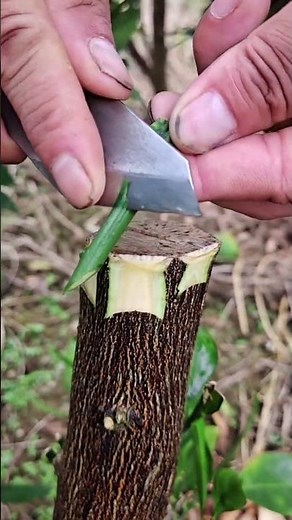 Best method and unique ideas for the grafting of fruit trees #grafting #plants #garden #tree​