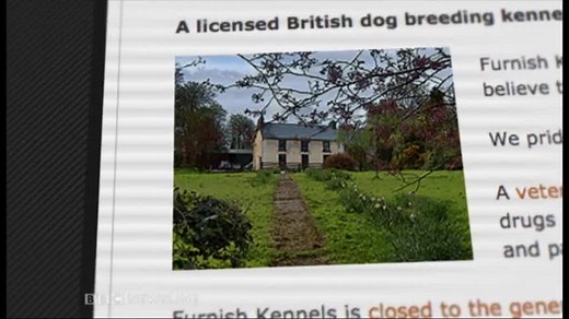 29K views · 194 reactions | A BBC investigation into the lucrative dog breeding world has linked Northern Ireland to Scotland in the supply of dogs from source to sale. Secret filming at a dog breeding facility in County Tyrone has shown conditions branded as "barbaric" by Scotland's most senior vet. Here's Will Leitch's report from our lunchtime bulletin. | BBC Newsline | Facebook