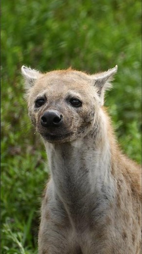 Hyena Facts - The Animal Even Lions Don’t Mess With 🐾 #wildlife #animals