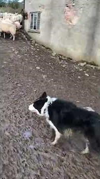 Sheep Shows Young Herding Dog Who's Boss on Scotland Farm