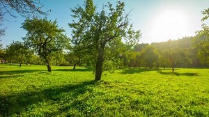 apple orchard in the fall, panoramic time-lapse