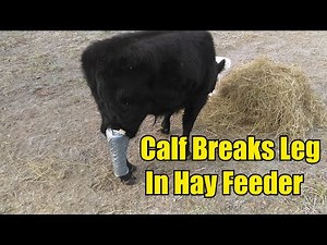 Calf Breaks Leg In Feeder/ How We Splinted Calves Leg