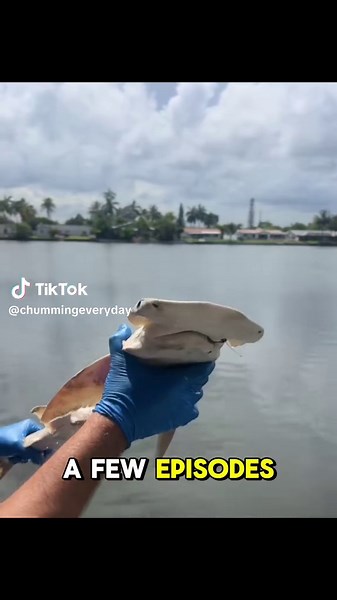 #Sharks #shark #ocean #sea #tarpon #snook #chum #saltlife #marinelife #water #fish #fishing