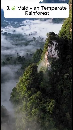 These Forests Are Bigger Than Countries 😳#forest #nature #earth #geography #worldfacts #viral #fyp