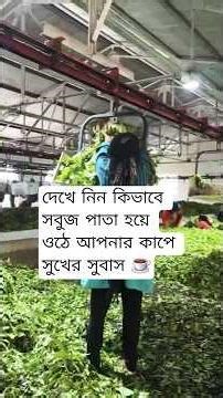 How to make your favorite tea | Tea Making Process | Bengali Documentary #TeaMakingProcess #TeaFa...