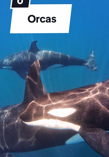 Exploring Orcas: The Ocean's Advanced Hunters