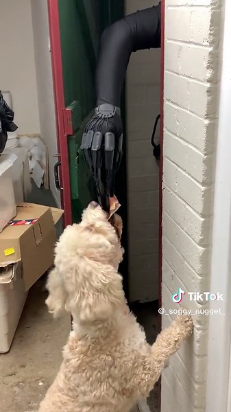 Mysterious Dog Encounter in the Dark | SCP Creature | Funny Dog Meme