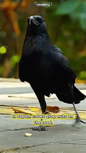 THE SMARTEST But NAUGHTIEST BIRD! Crow Facts That Will Blow Your Mind!