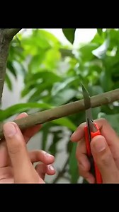 🥭How to grow mango tree by air layering #propagate_mango_tree #air_layering | Nathan & Alsop